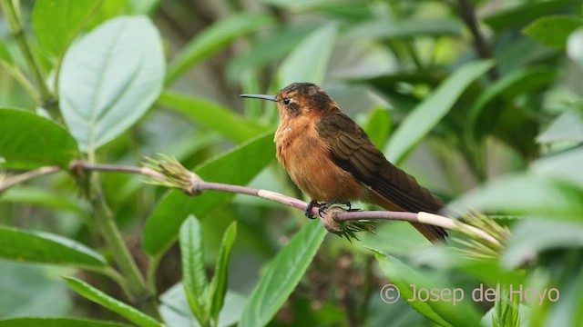 Colibrí Cobrizo - ML604244831