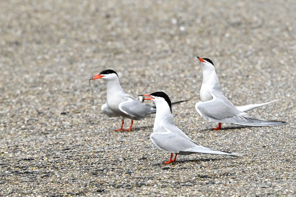 Common Tern - ML604244991