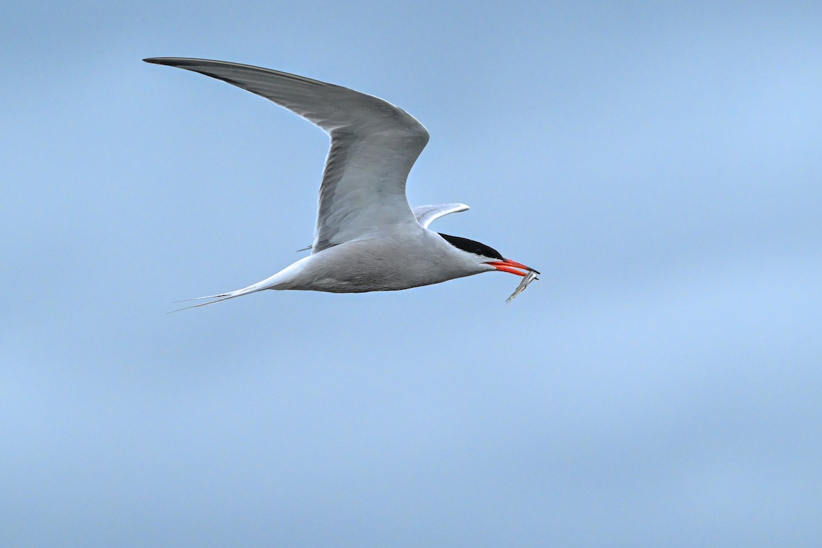 Common Tern - ML604245041