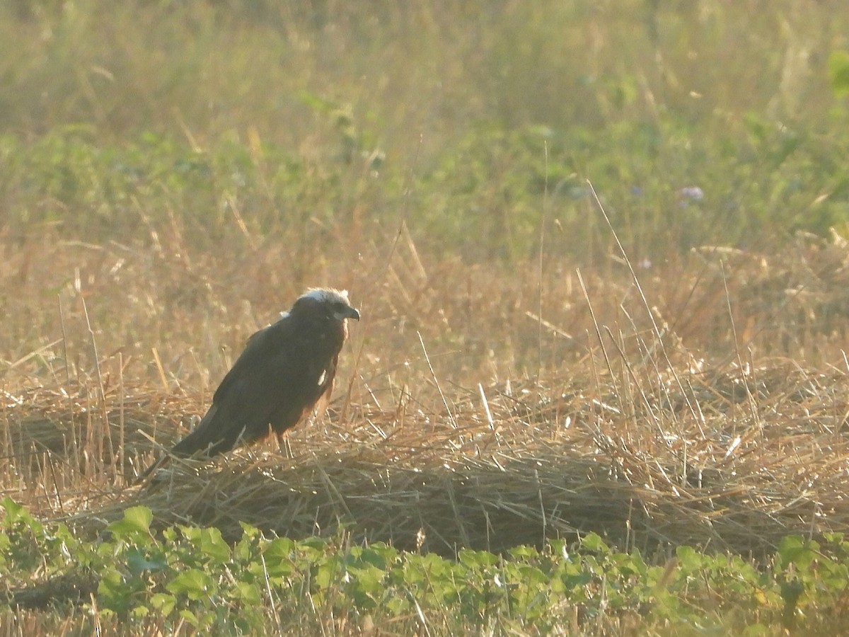 Western Marsh Harrier - ML604245221
