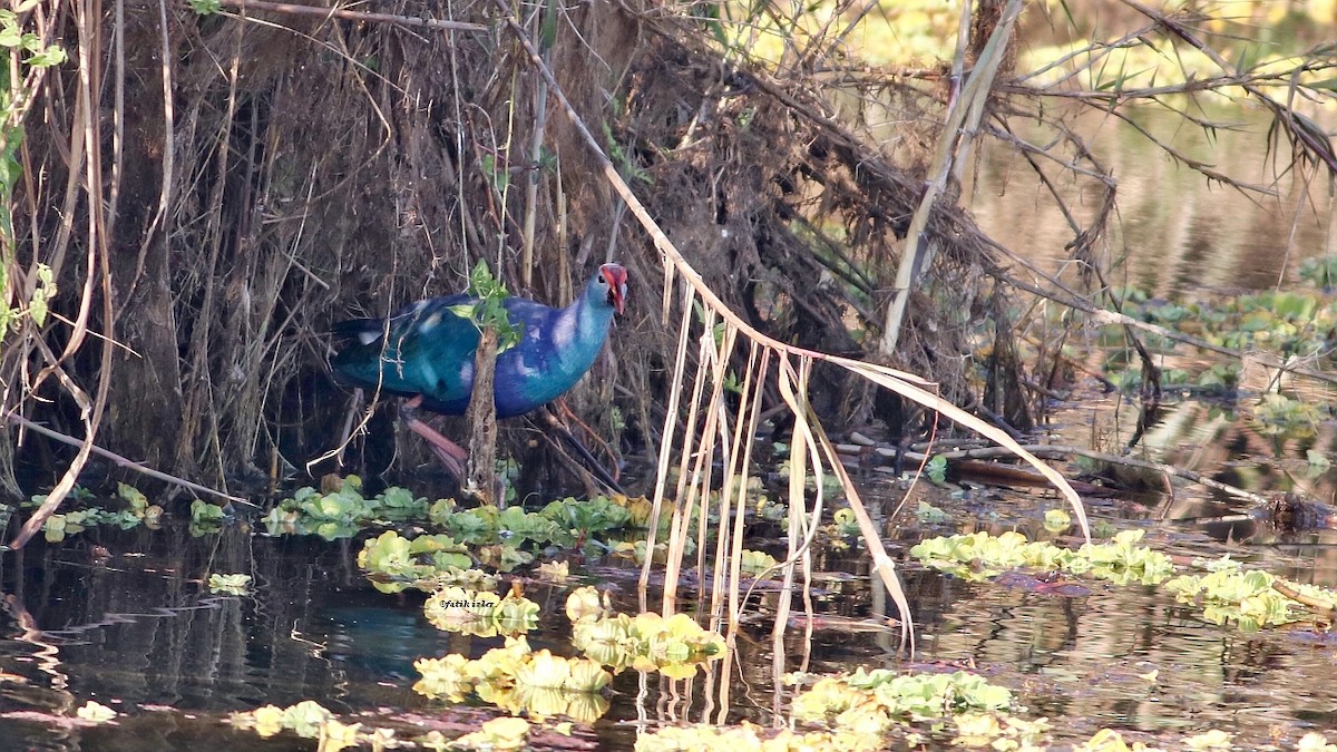 Gray-headed Swamphen - ML604246161