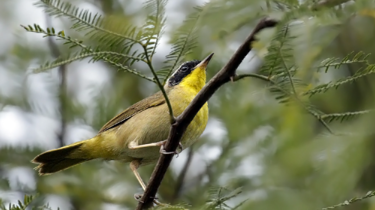 Common Yellowthroat - ML604246211