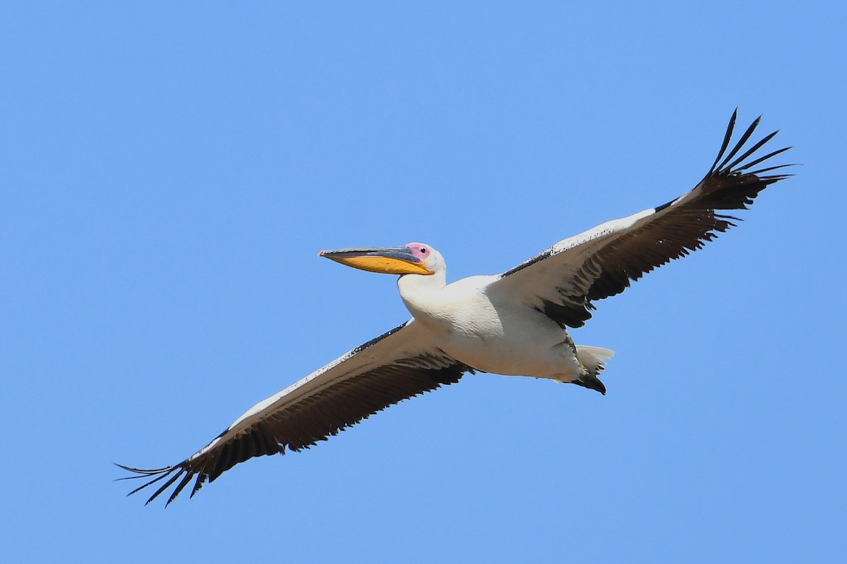 pelikán bílý - ML604246451