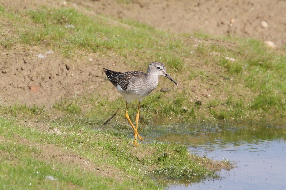 gulbeinsnipe - ML604248391