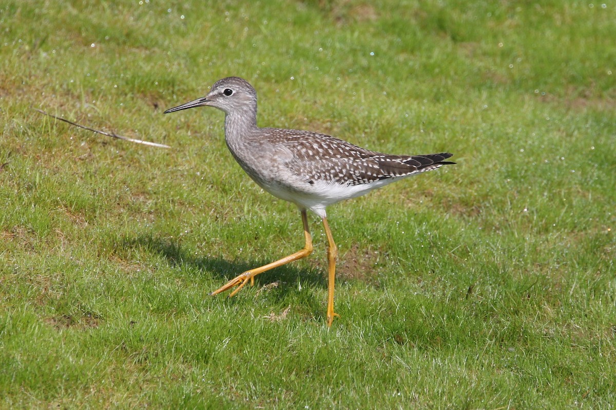 gulbeinsnipe - ML604248401