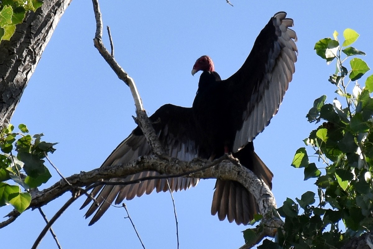 Turkey Vulture - ML60424931