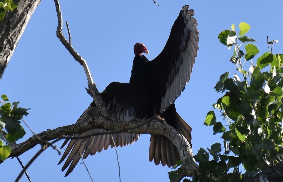 Turkey Vulture - ML60424941