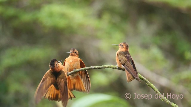 Colibri étincelant - ML604249551