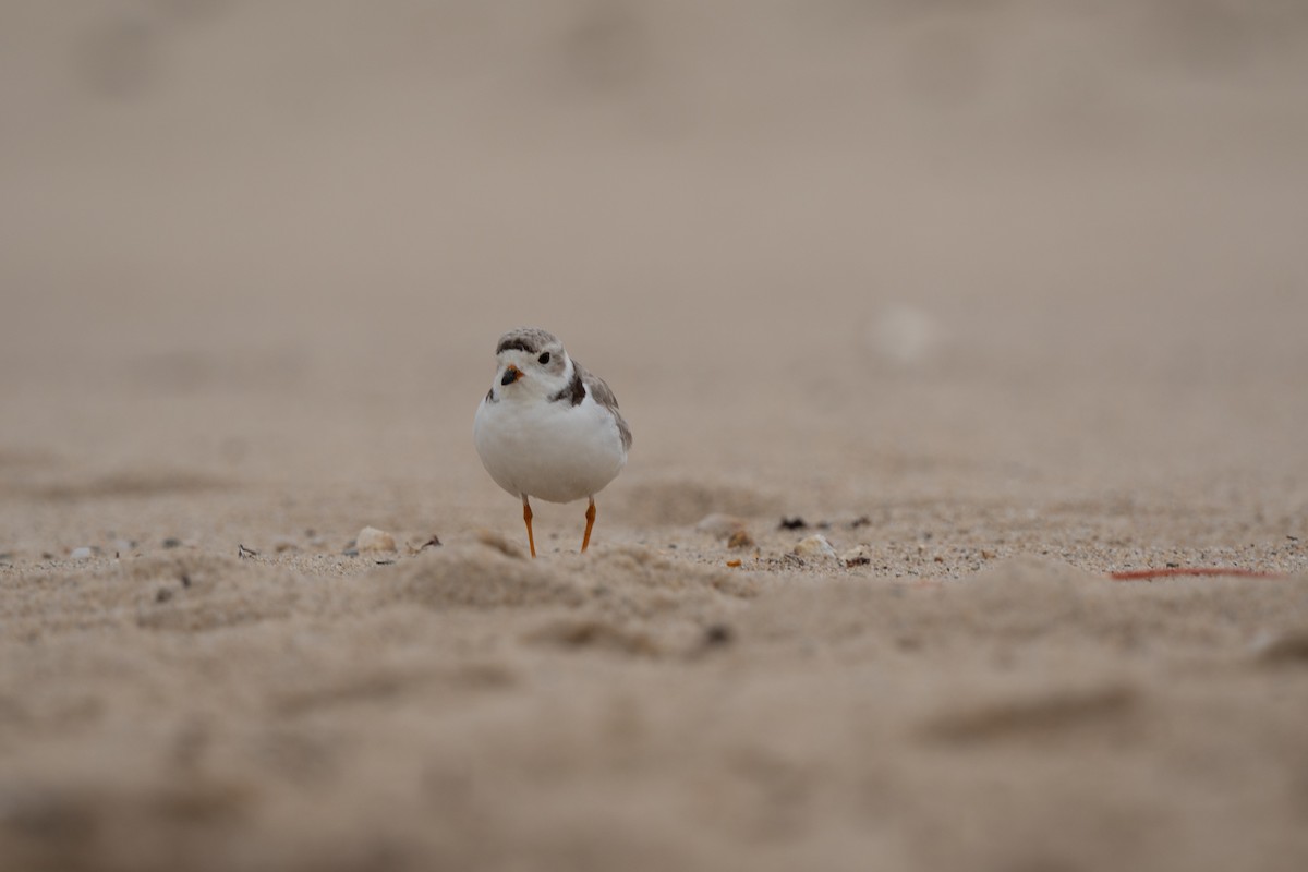 Piping Plover - Ben H