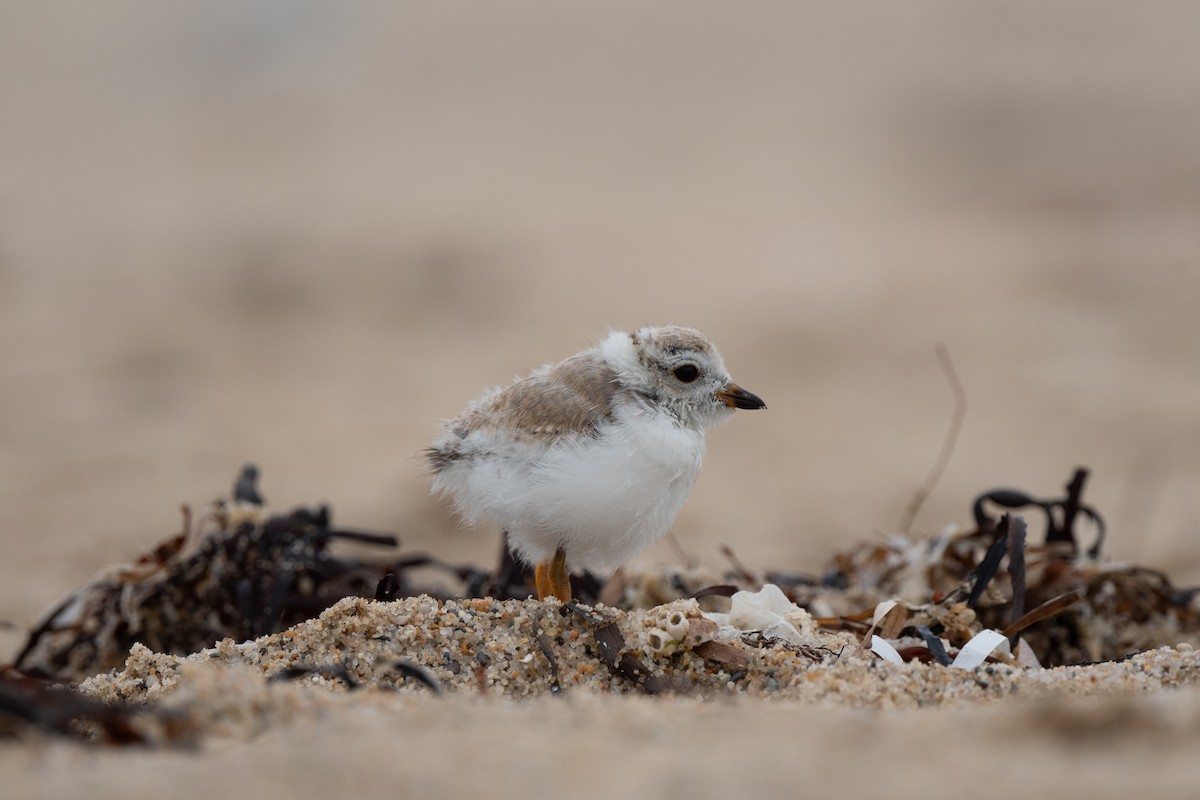 Piping Plover - ML604249681