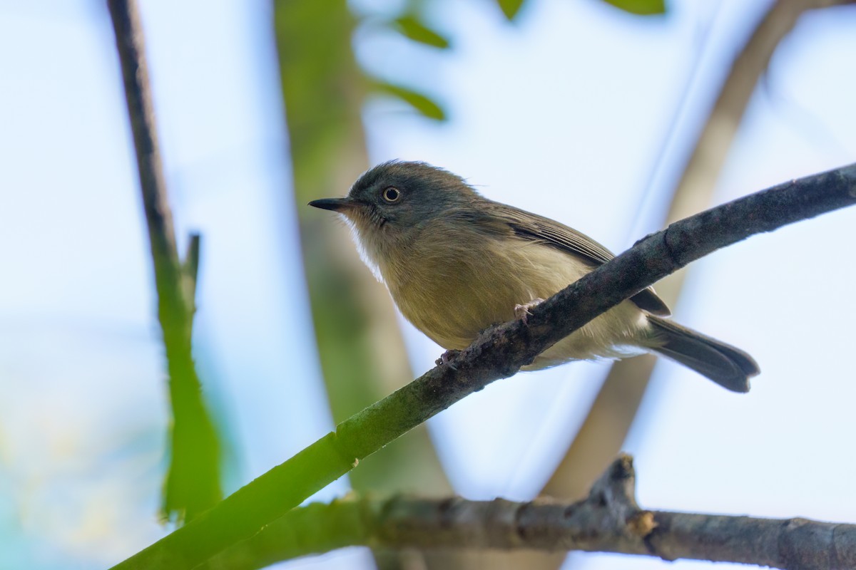 Common Newtonia - Reece Dodd