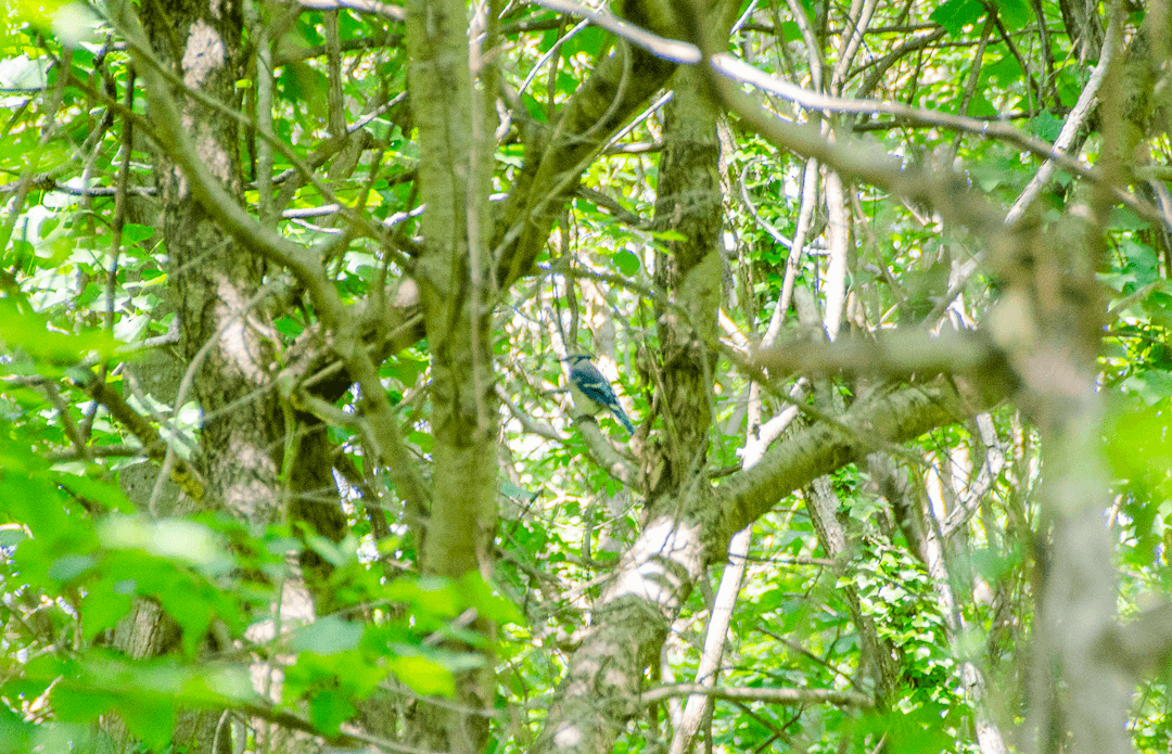 Blue Jay - ML604250121