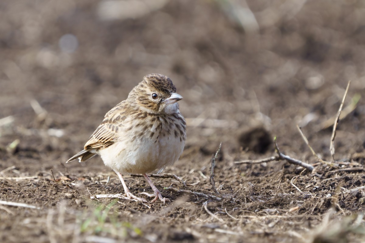 Madagascar Lark - ML604250661