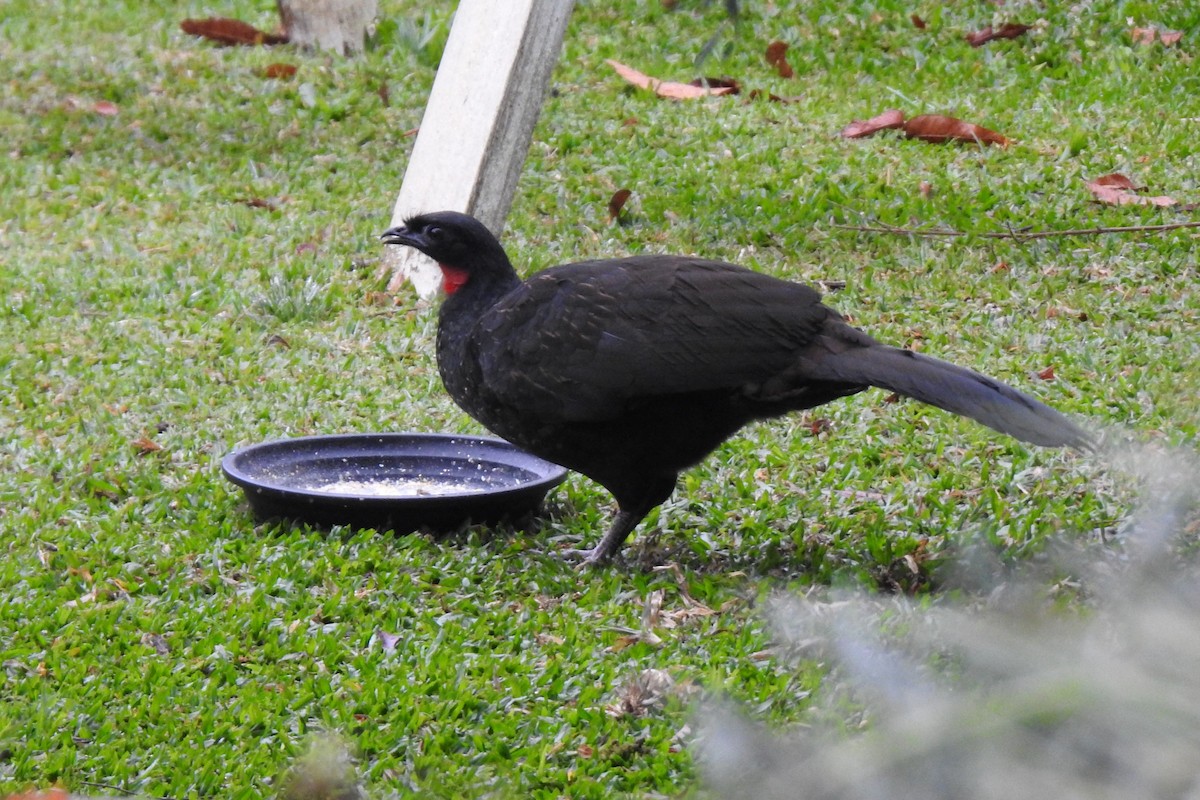 Dusky-legged Guan - ML604251611