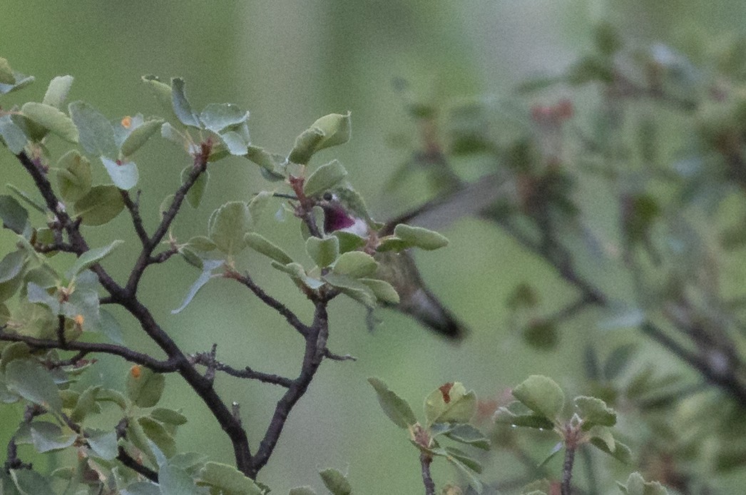 Broad-tailed Hummingbird - ML604251621