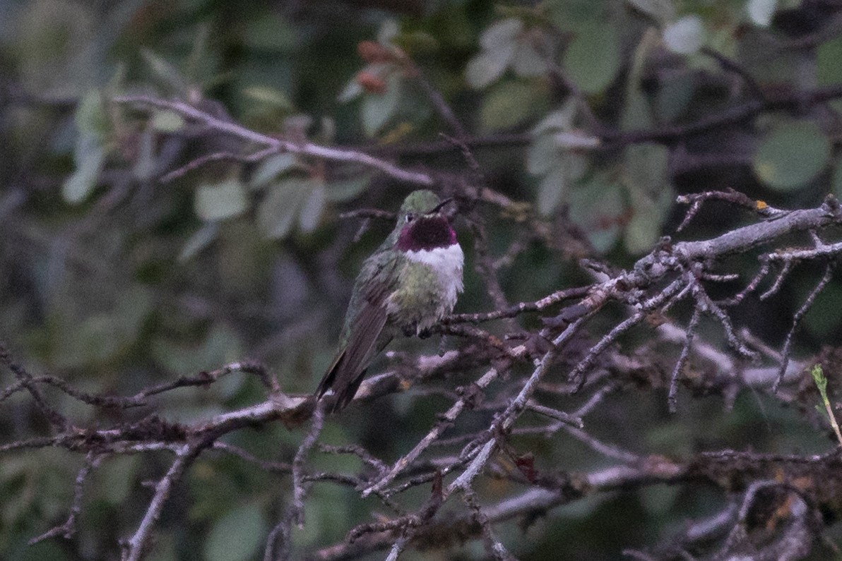 Broad-tailed Hummingbird - ML604251631