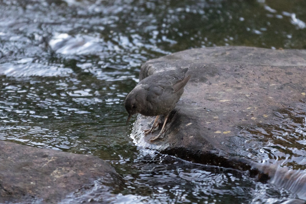 American Dipper - ML604251691