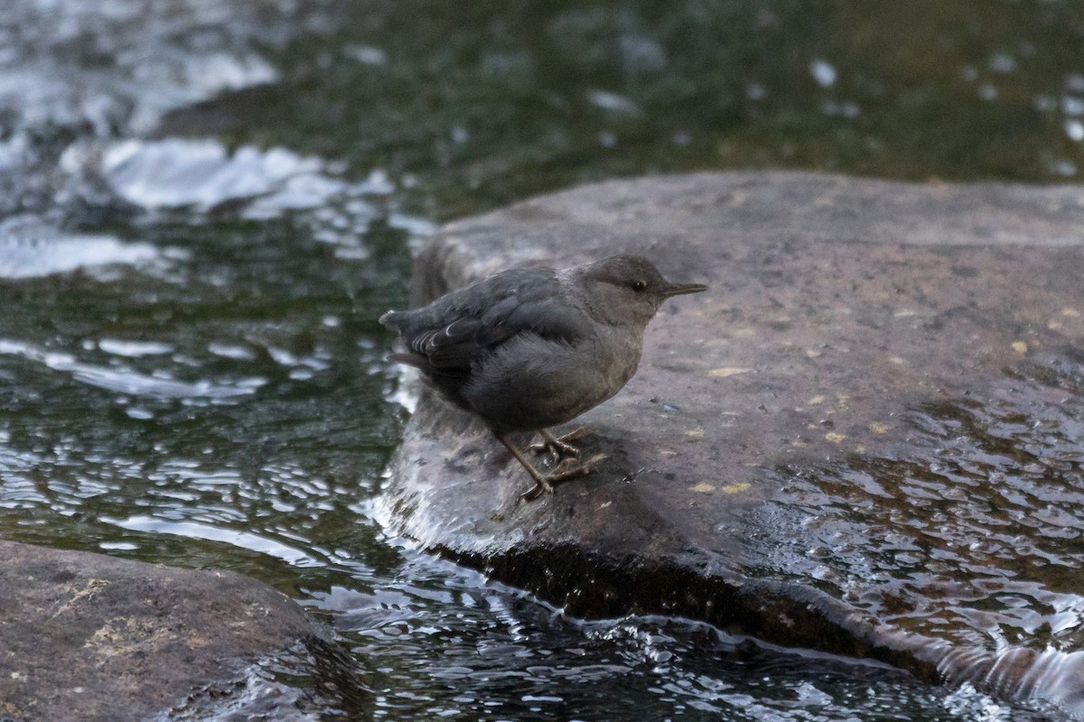 American Dipper - ML604251701