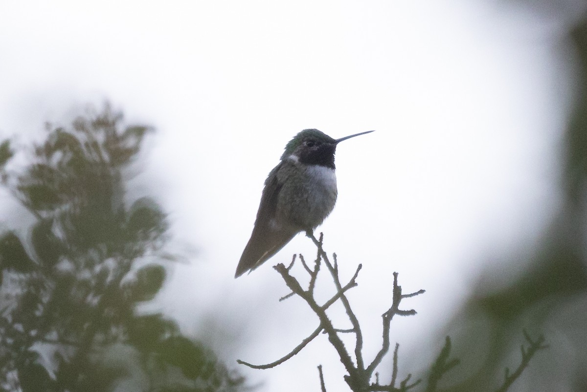 Broad-tailed Hummingbird - ML604251811