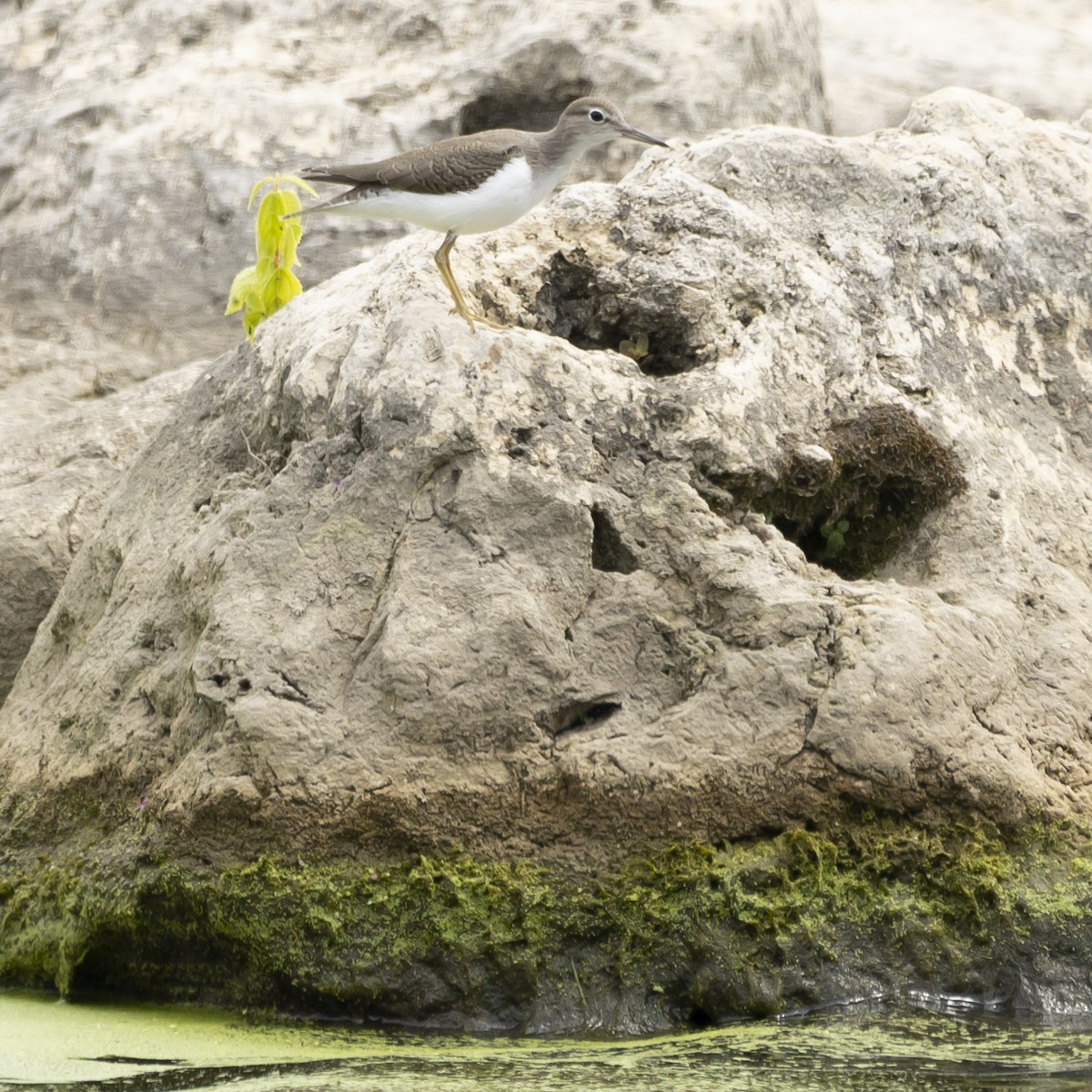 Spotted Sandpiper - ML604251861