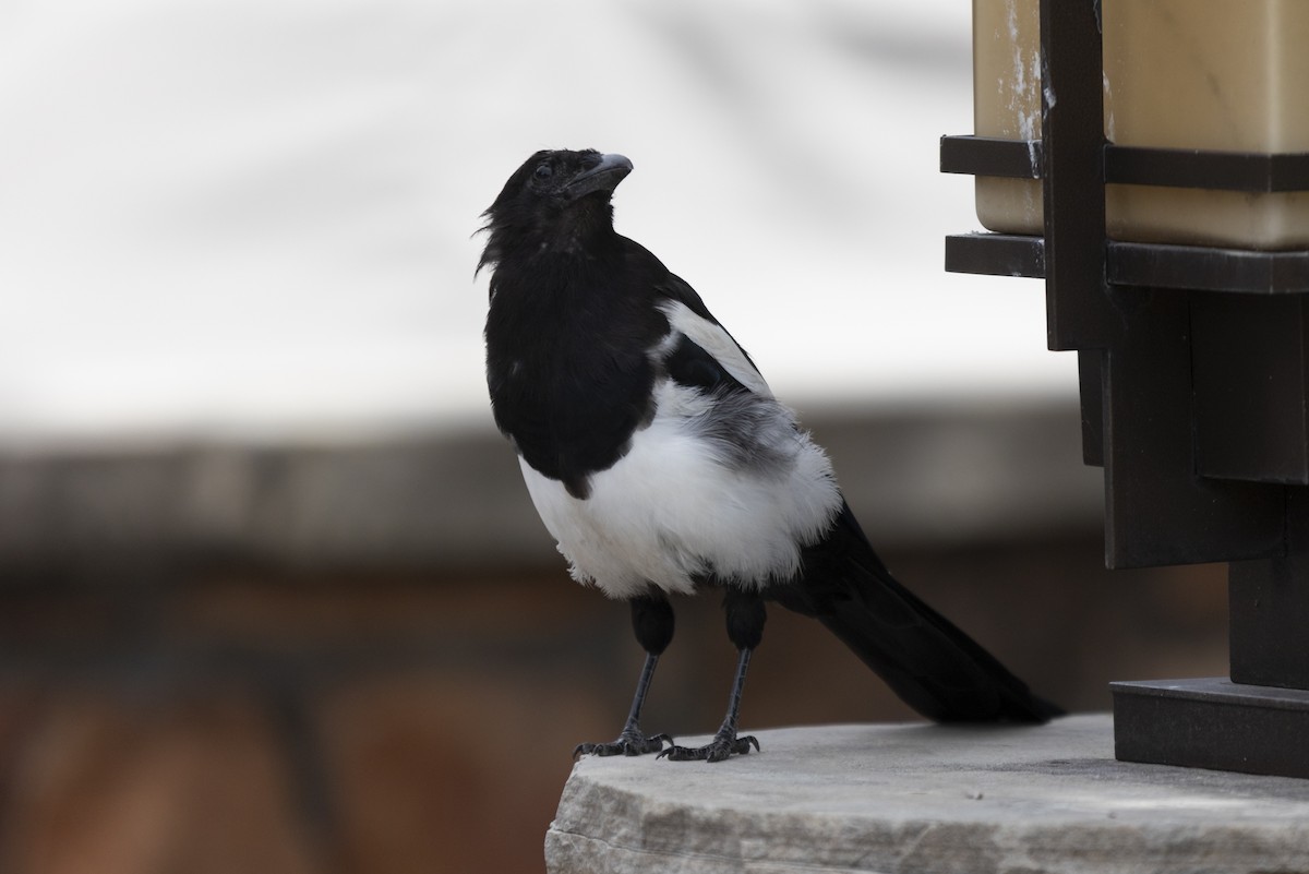 Black-billed Magpie - ML604251961