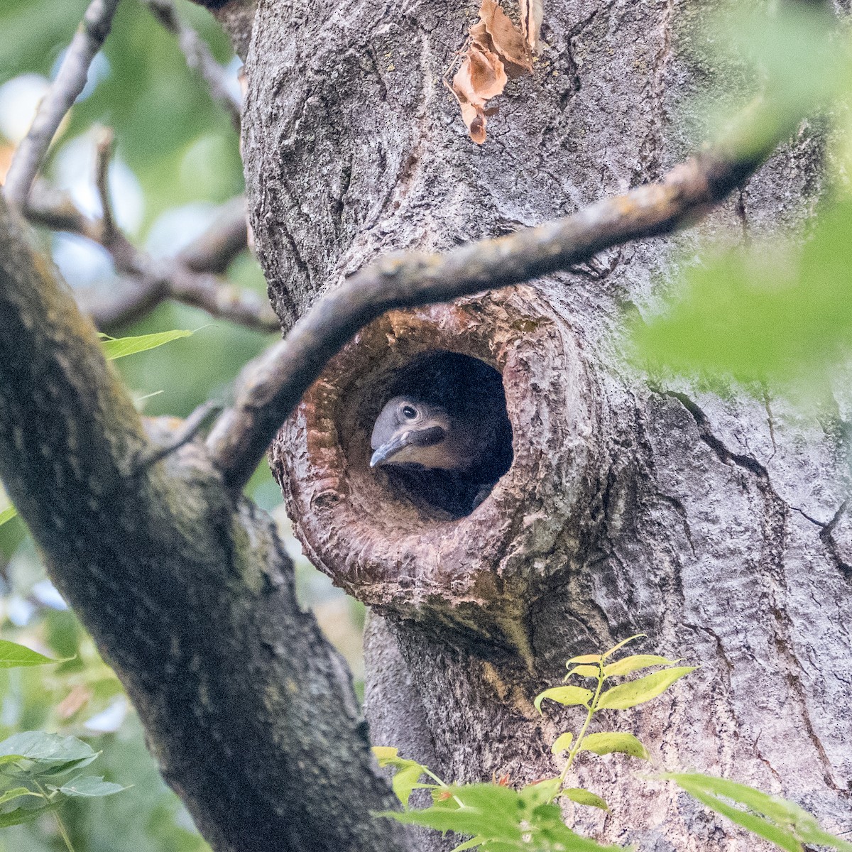 Northern Flicker - ML604252641