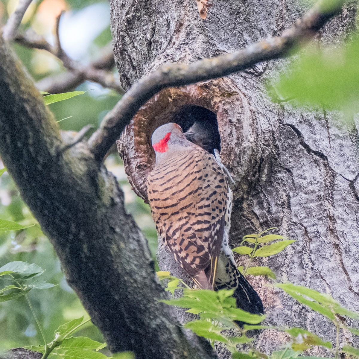 Northern Flicker - ML604252651