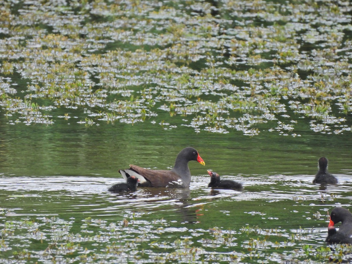 Eurasian Moorhen - ML604252921