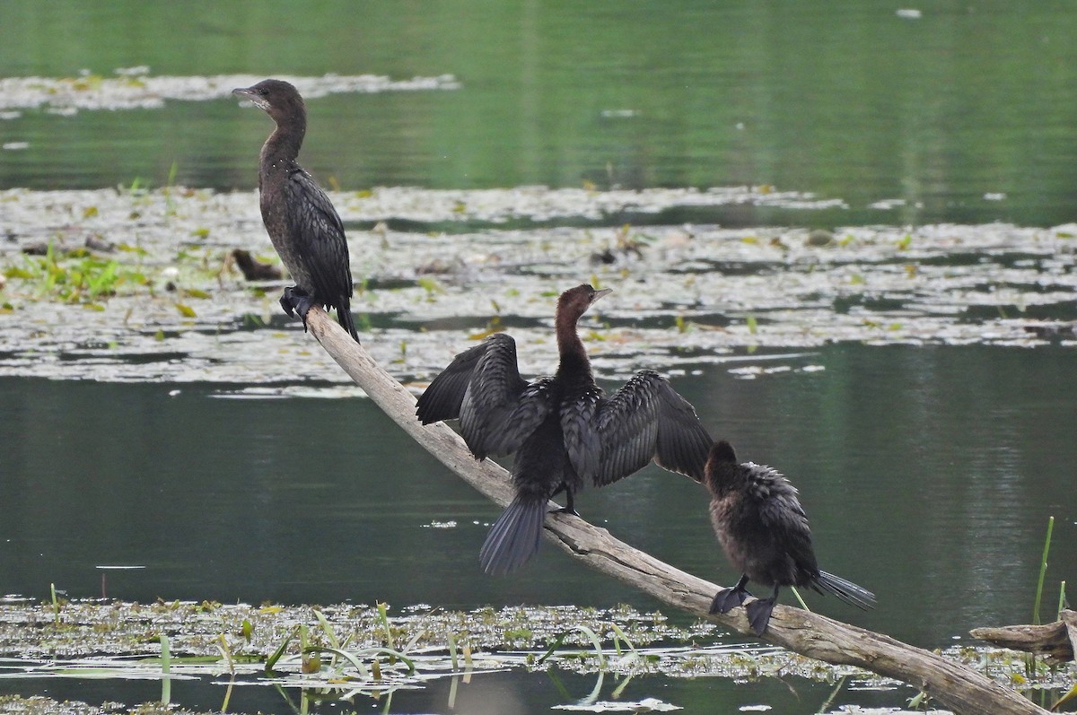 Pygmy Cormorant - ML604252971