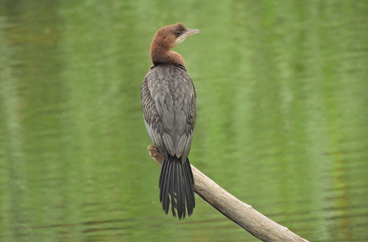 Pygmy Cormorant - Jaroslav Vaněk