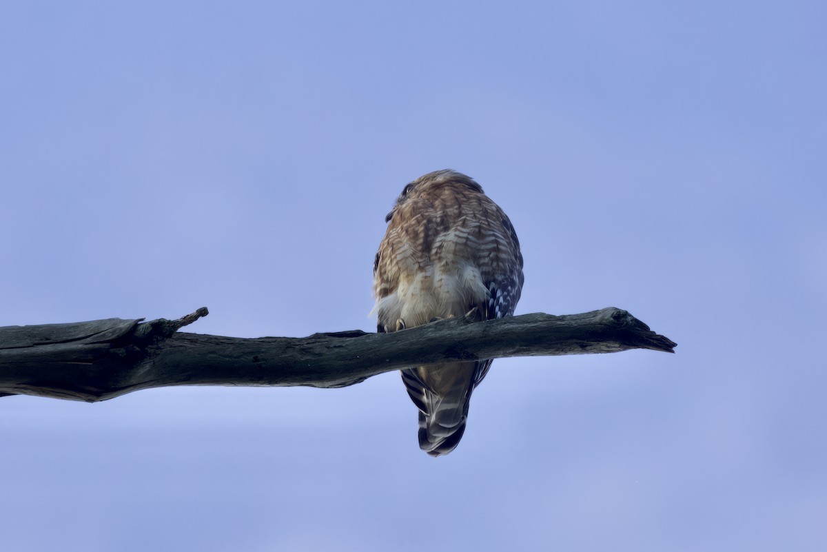 Red-shouldered Hawk - ML604253811