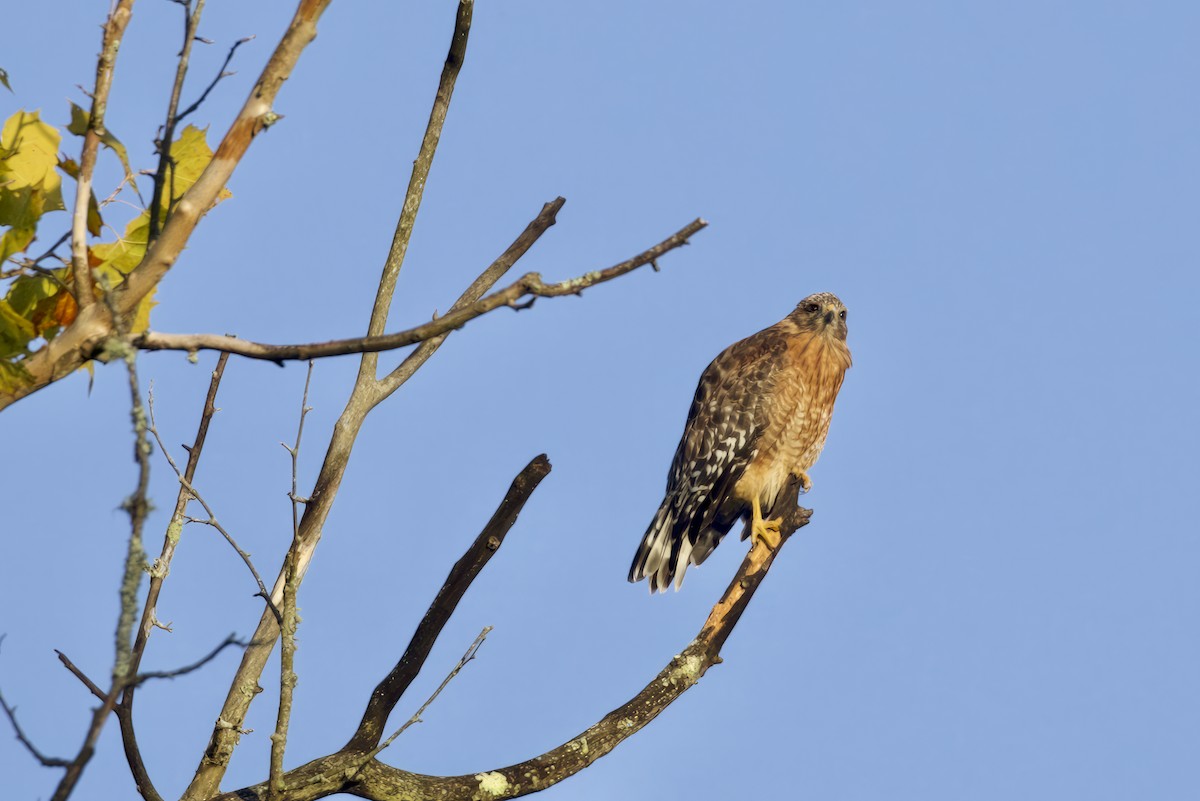 Red-shouldered Hawk - ML604253821