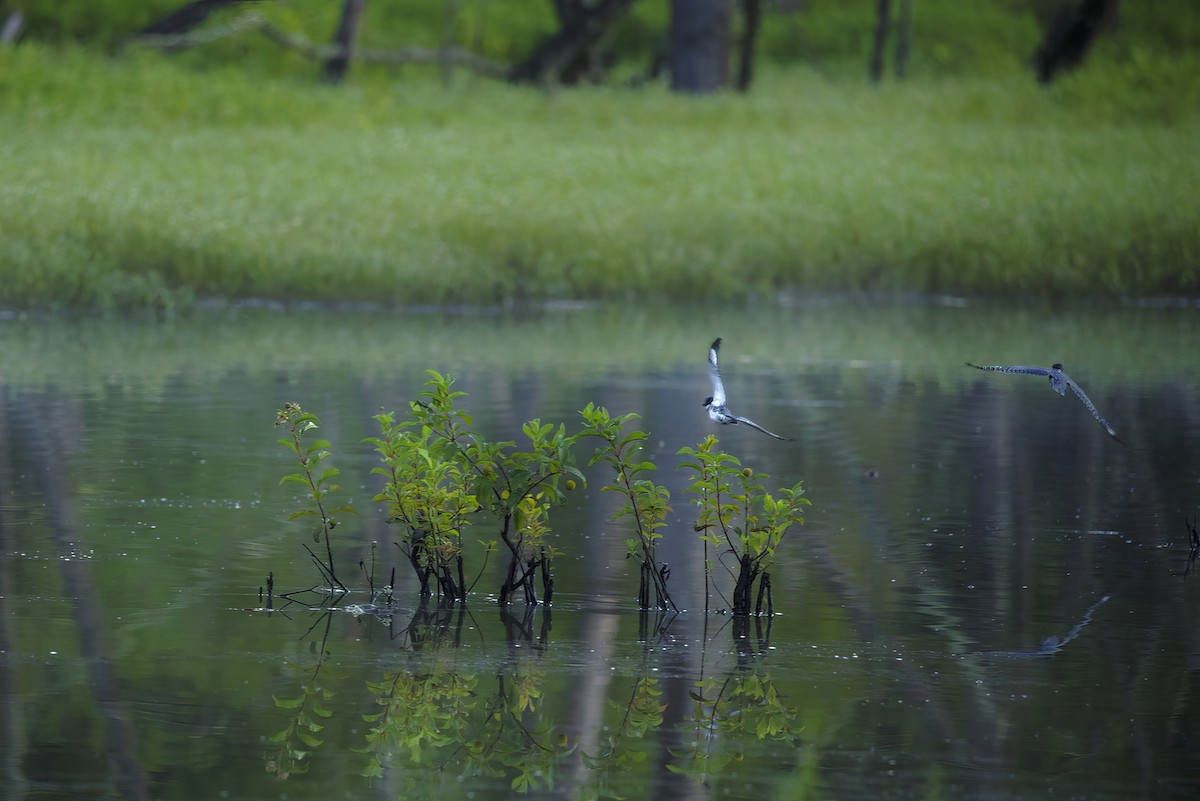 Belted Kingfisher - Laura S Faulconer