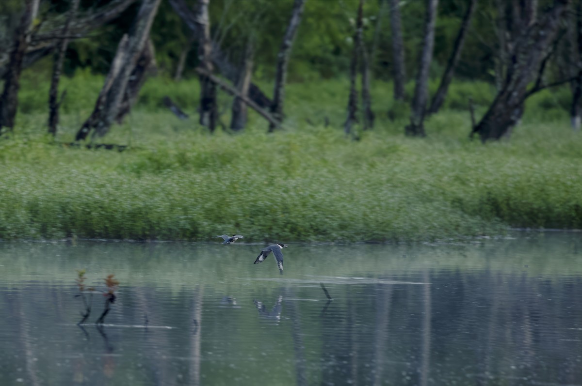 Belted Kingfisher - ML604253861