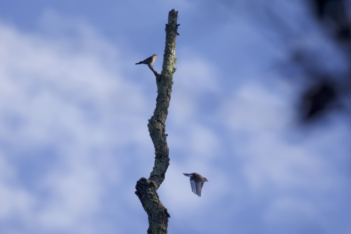 Eastern Bluebird - ML604253981