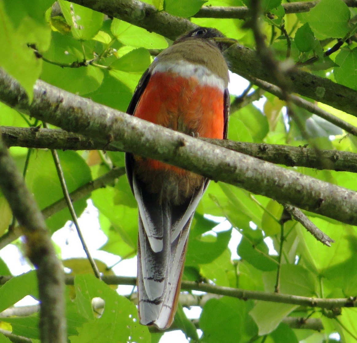 Collared Trogon - ML604255371