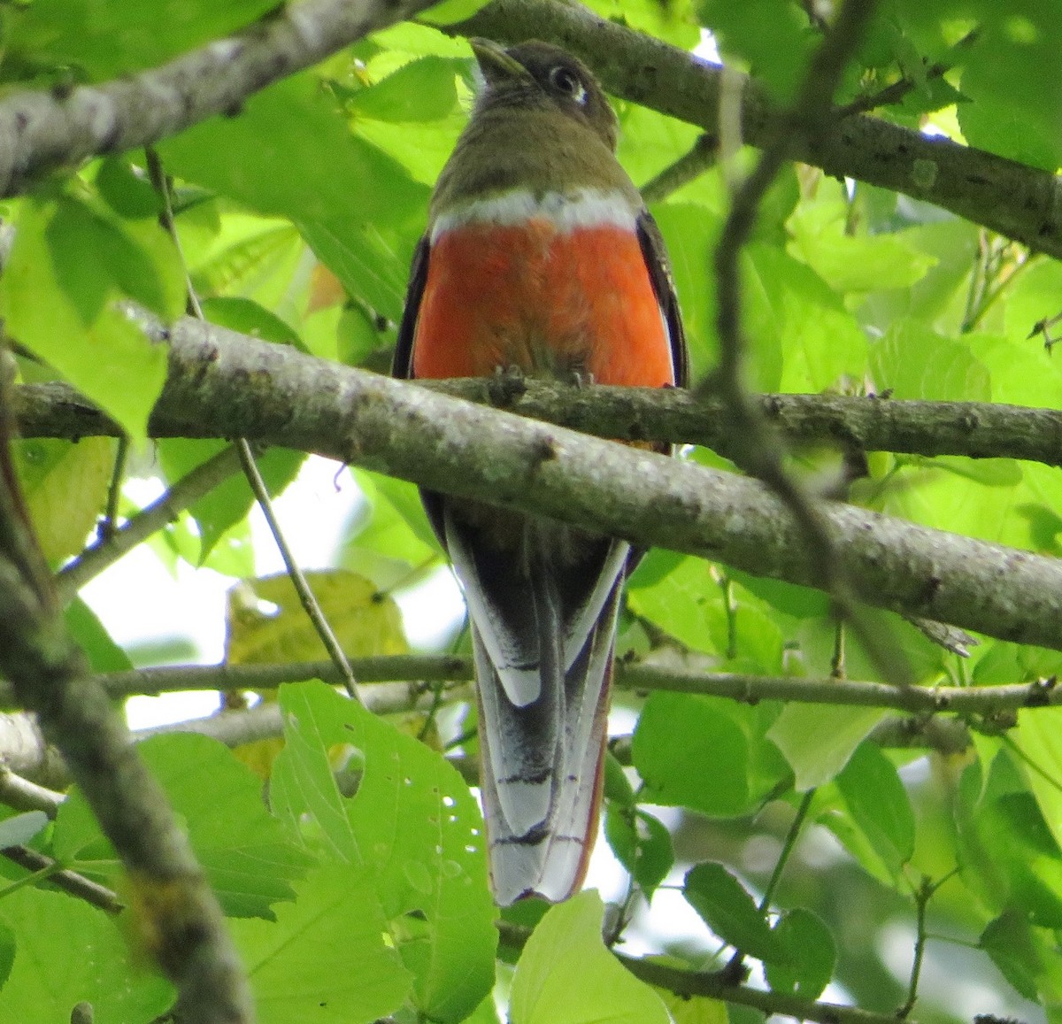 Collared Trogon - ML604255381