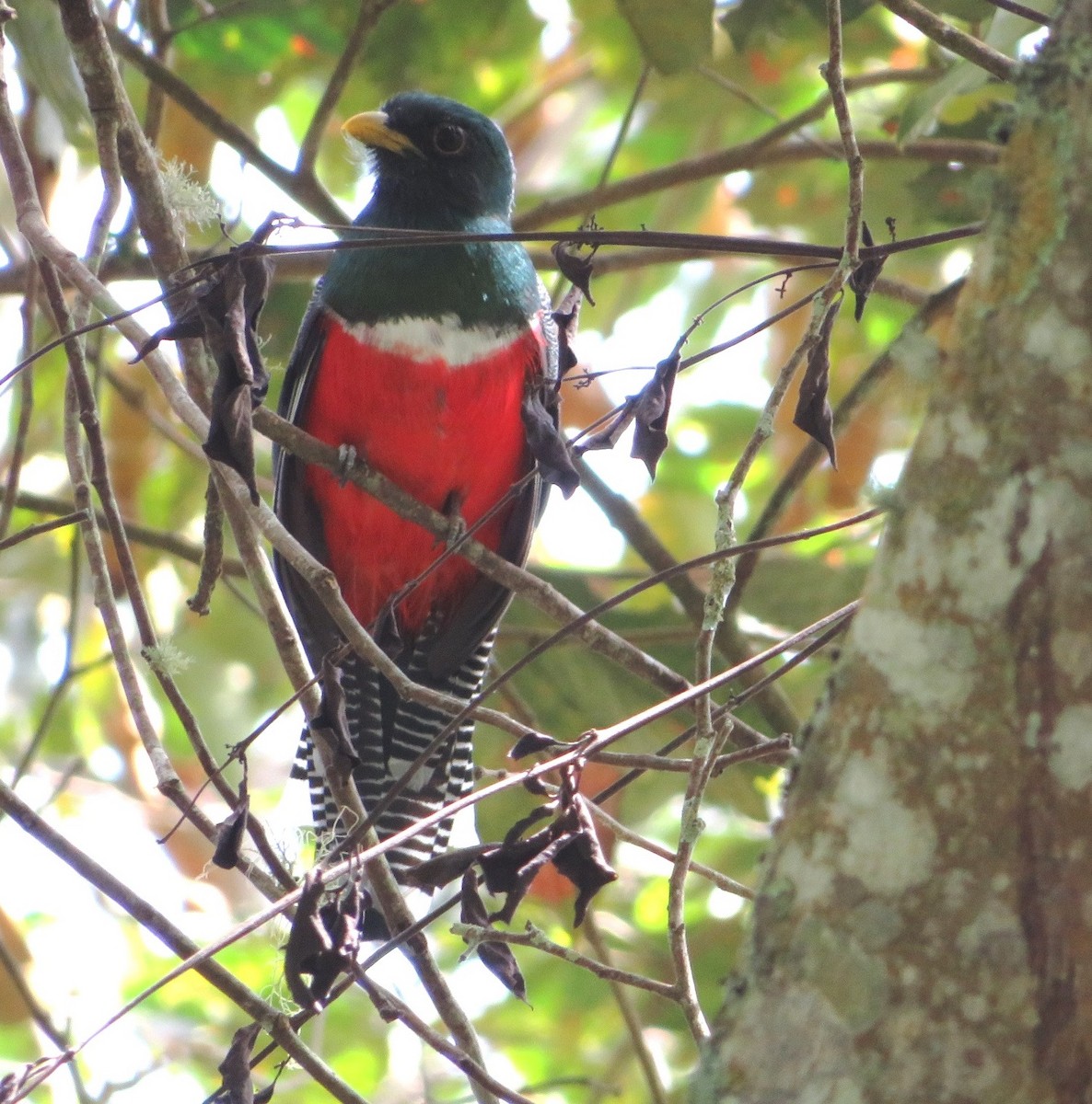 Collared Trogon - ML604255411