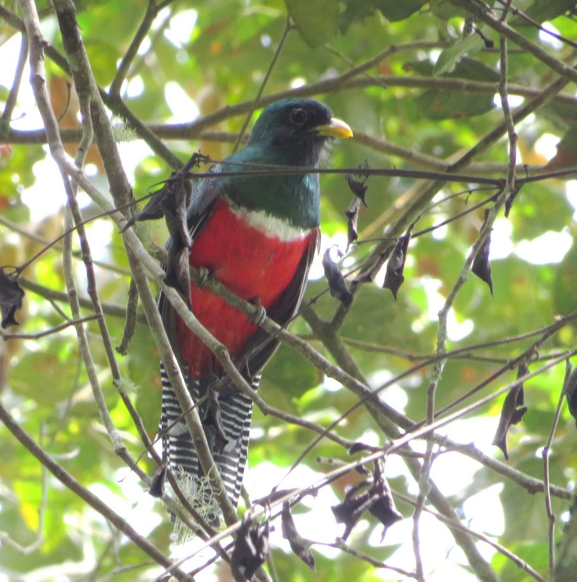 Collared Trogon - ML604255421