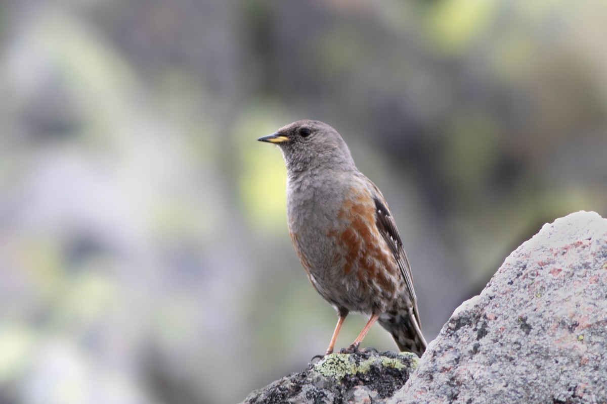 Alpine Accentor - ML604257261