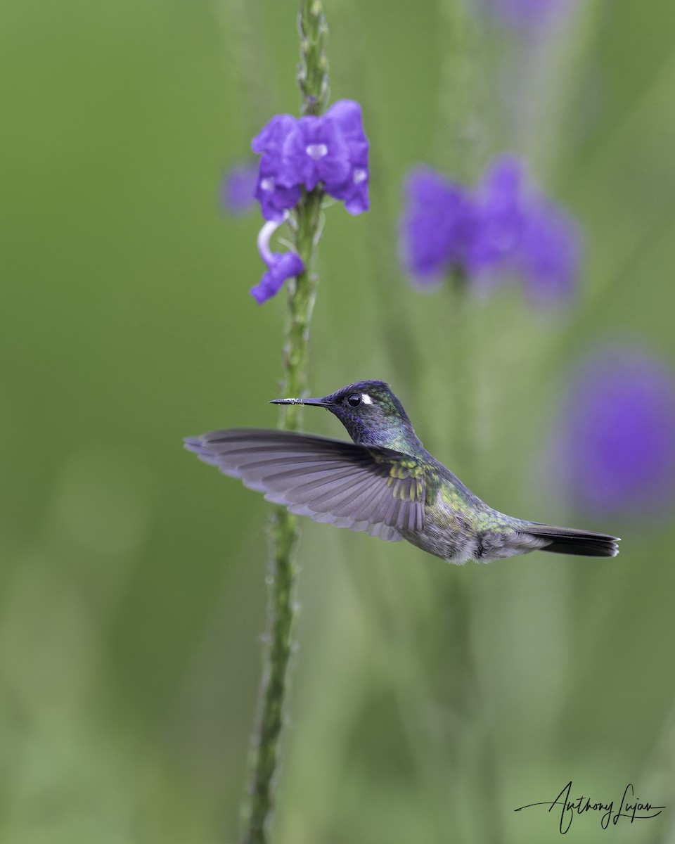 Violet-headed Hummingbird - Anthony Lujan