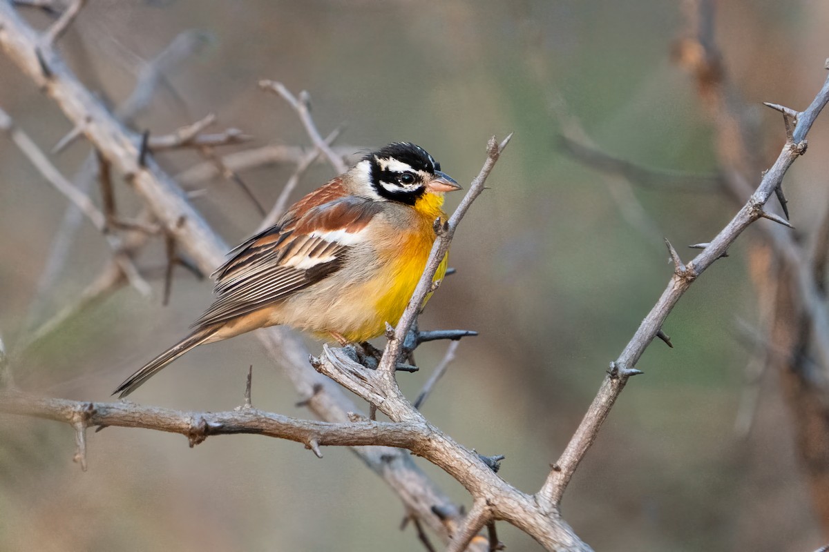Golden-breasted Bunting - ML604259411