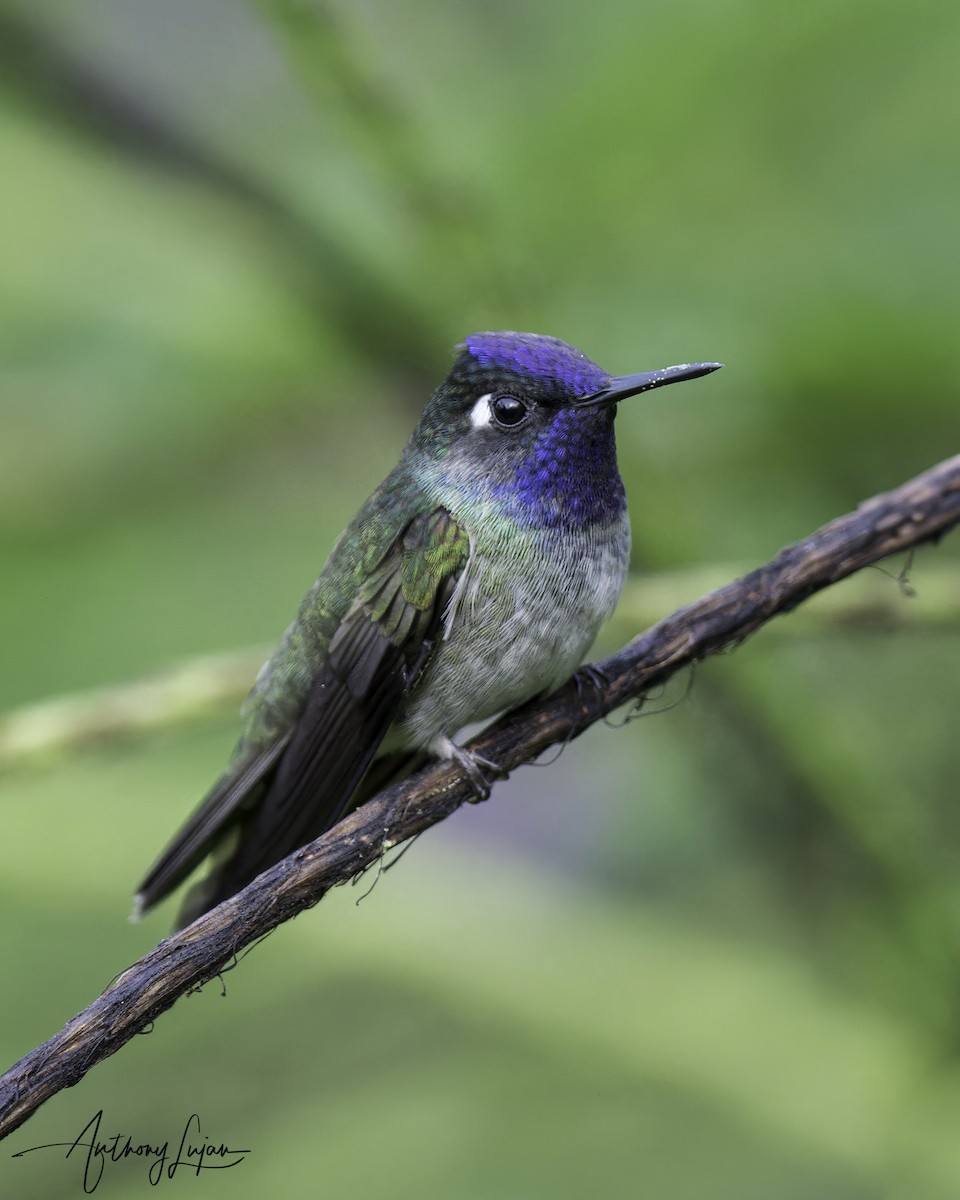Violet-headed Hummingbird - ML604259591
