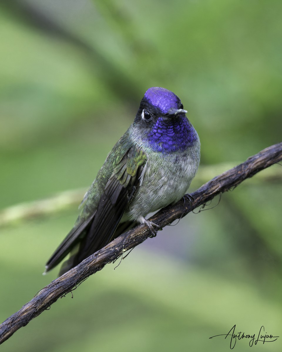 Violet-headed Hummingbird - ML604259601