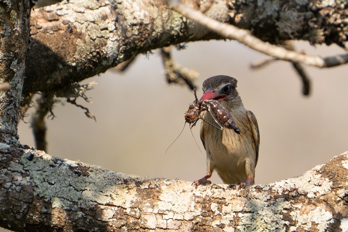 Brown-hooded Kingfisher - ML604259791