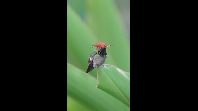 Rufous-crested Coquette - ML604259851