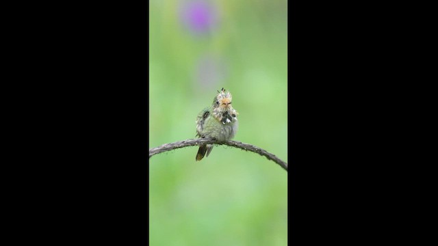 Rufous-crested Coquette - ML604259951