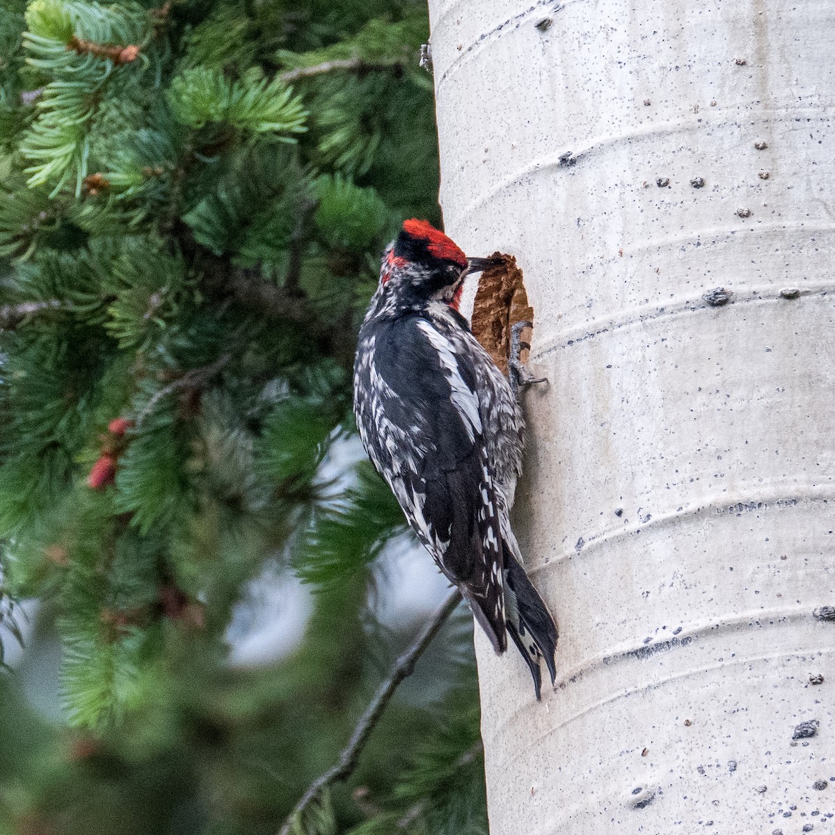 Red-naped Sapsucker - Daria Semenova