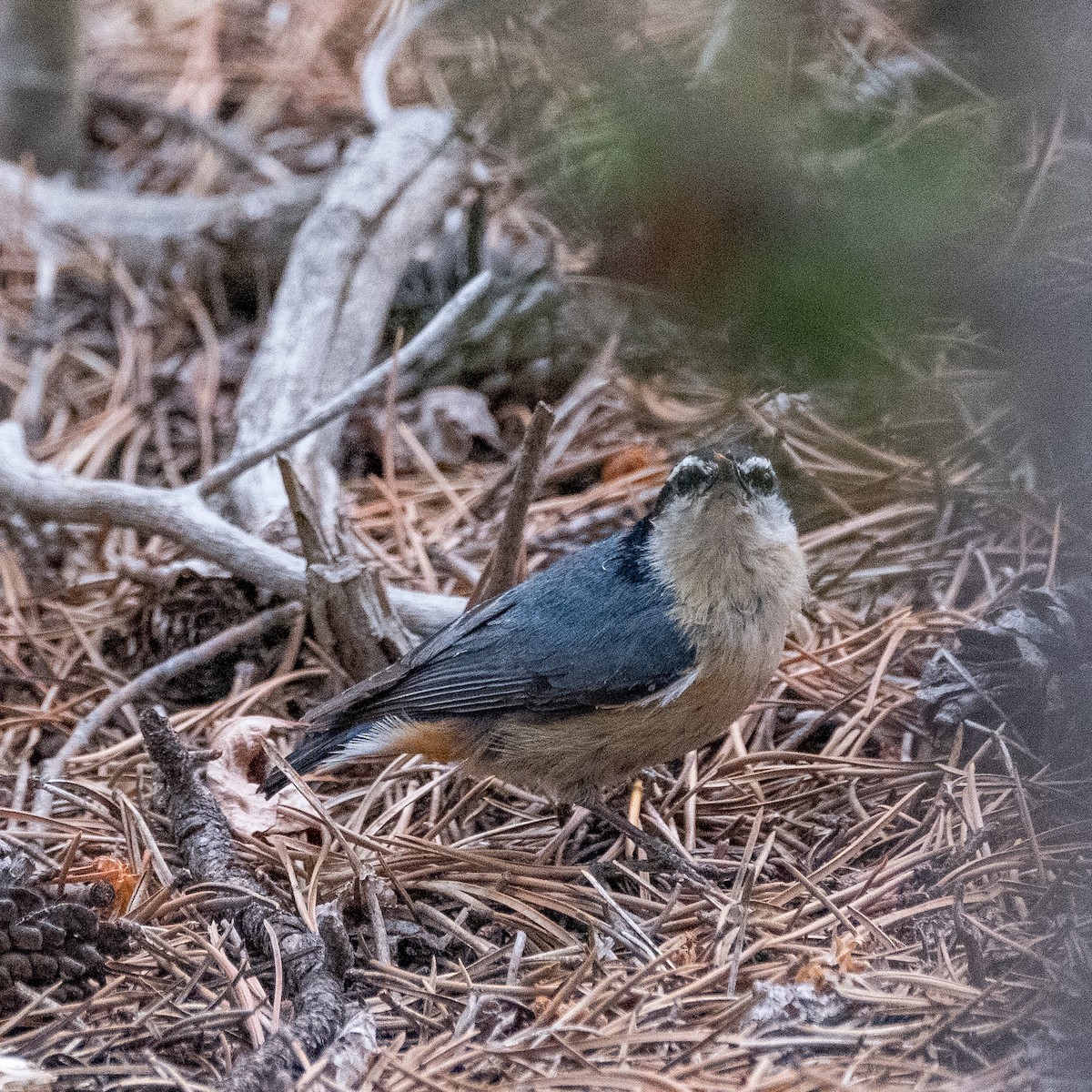 Red-breasted Nuthatch - ML604260411