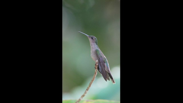 Gray-breasted Sabrewing - ML604260971